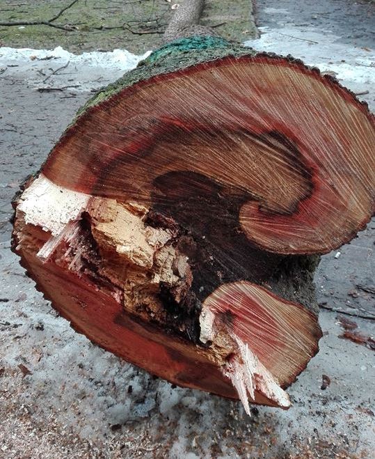 Krynica – Zdrój: drwale przerzedzili drzewostan w dwóch parkach