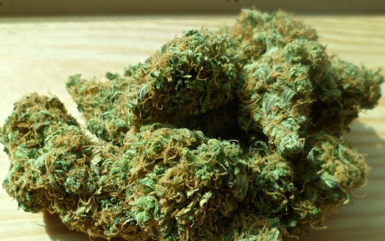 Złockie: marihuana w żywopłocie