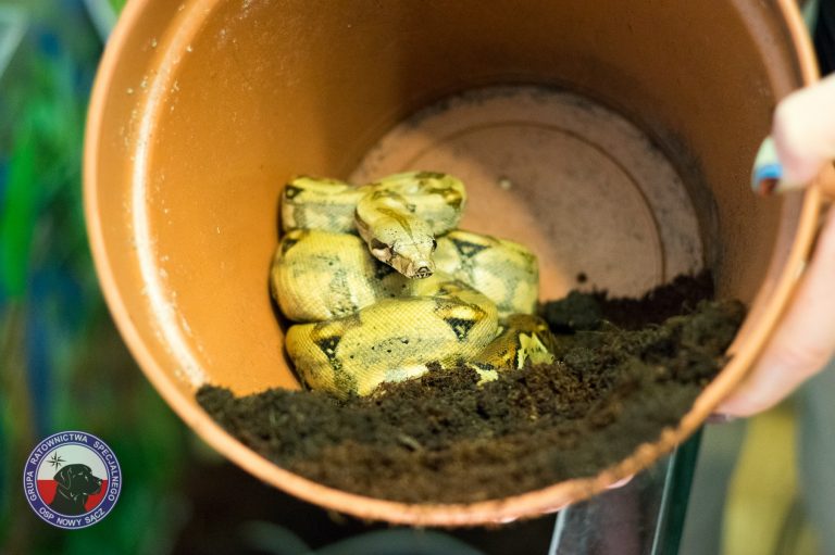 Sądeccy strażacy pokazali klasę. Wąż dostał fachową opiekę, terrarium i … imię Voyager