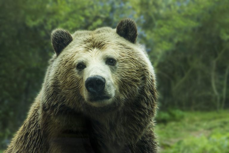 Fotopułapki dadzą zielone światło inwestycjom