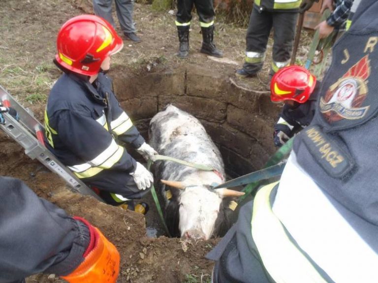 Nowy Sącz: krowa w potrzasku. Z pomocą przyszli strażacy