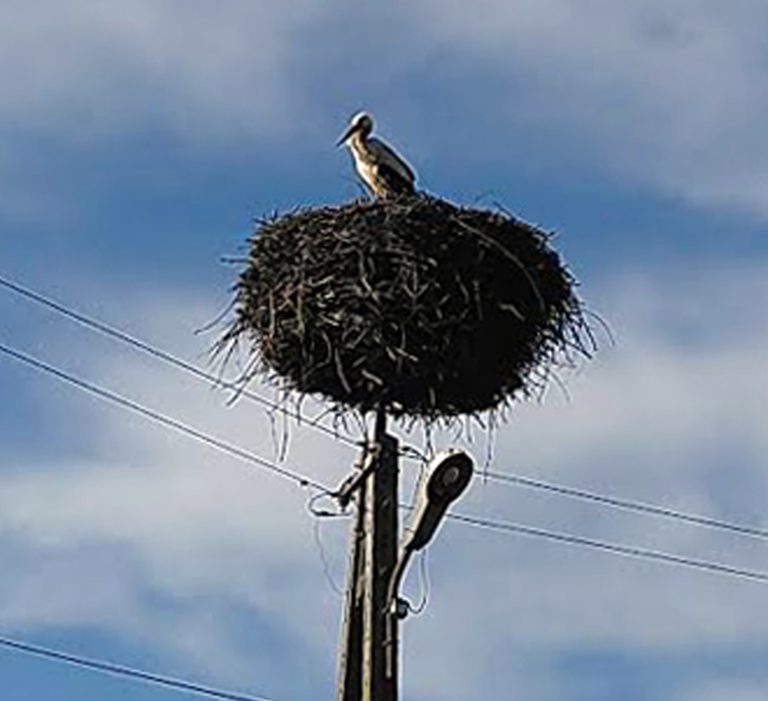 Wylądował! Będą jaja!