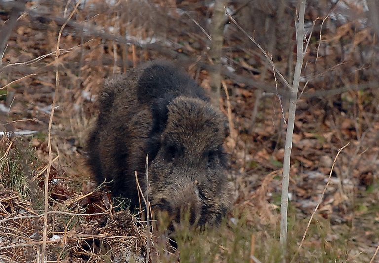 W Wielopolu znaleziono martwego dzika. Pobrano próbki do badań