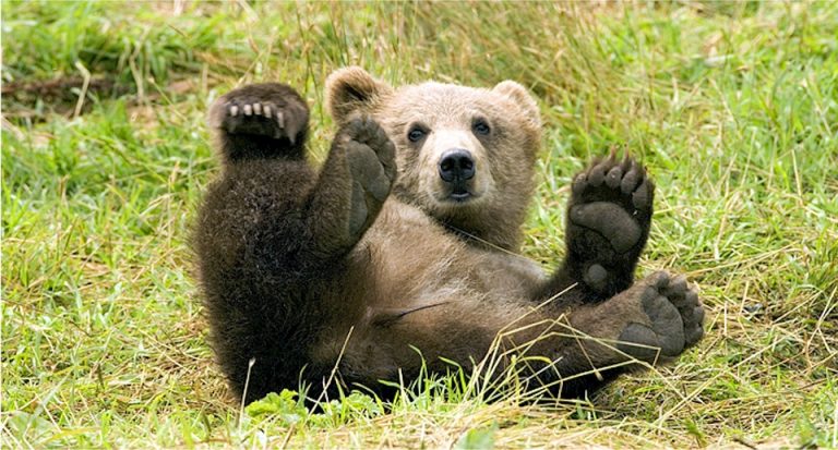 Beskid Wyspowy: możesz go spotkać na grzybobraniu. Uważaj! To nie jest miś!