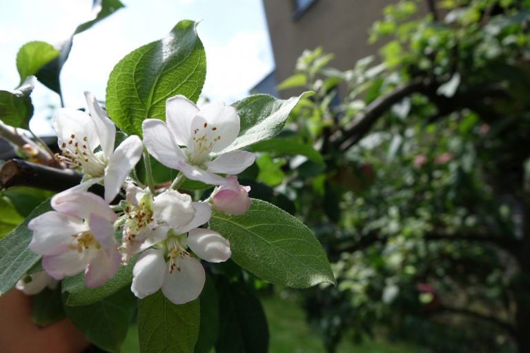 Będzie druga wiosna? W Nowym Sączu zakwitła jabłoń pełna owoców