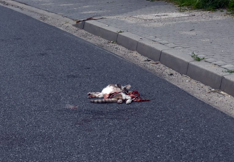 Przykry widok, ale sprawa jest
