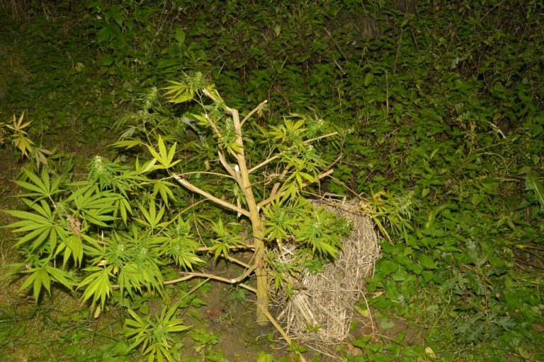 Plantacja marihuany i policjant w ,,pułapce”