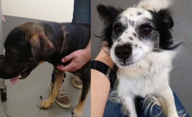 W Gorlicach znaleziono dwa psy. Gdzie ich właściciele?