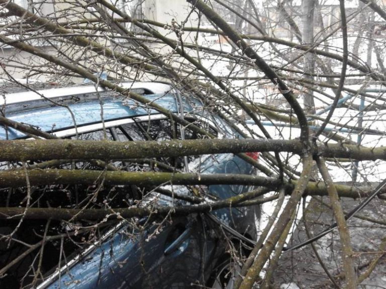 Nowy Sącz, ul. Młyńska: złamane drzewo spadło na samochód
