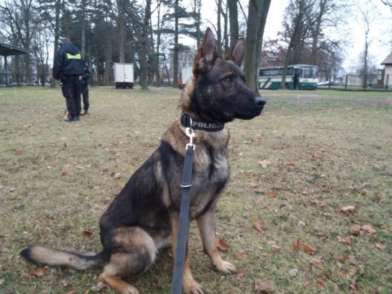 Czworonożny Motor zasilił szeregi gorlickiej policji