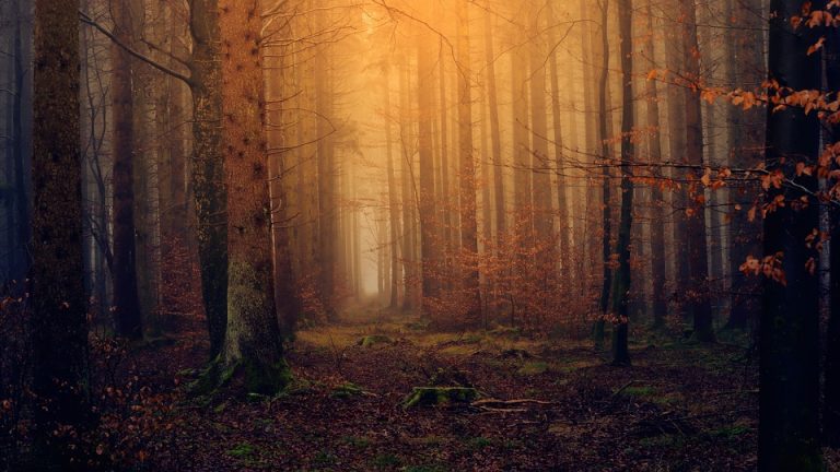 Beskid Sądecki: zbieracze poroży znaleźli ciało człowieka
