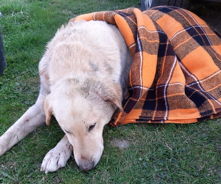 Stary Sącz: amstaffy pogryzły labradora. Sprawa w sądzie