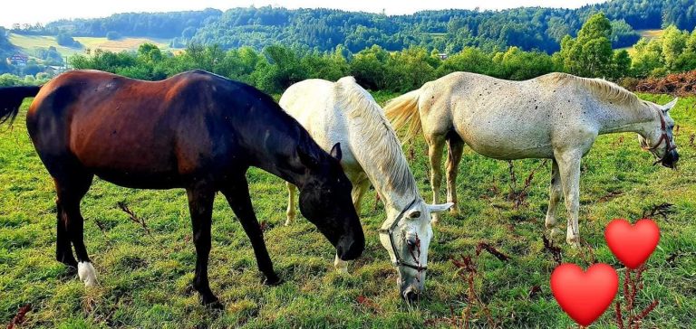Kradzież koni w Kurowie: policja poszukuje świadków