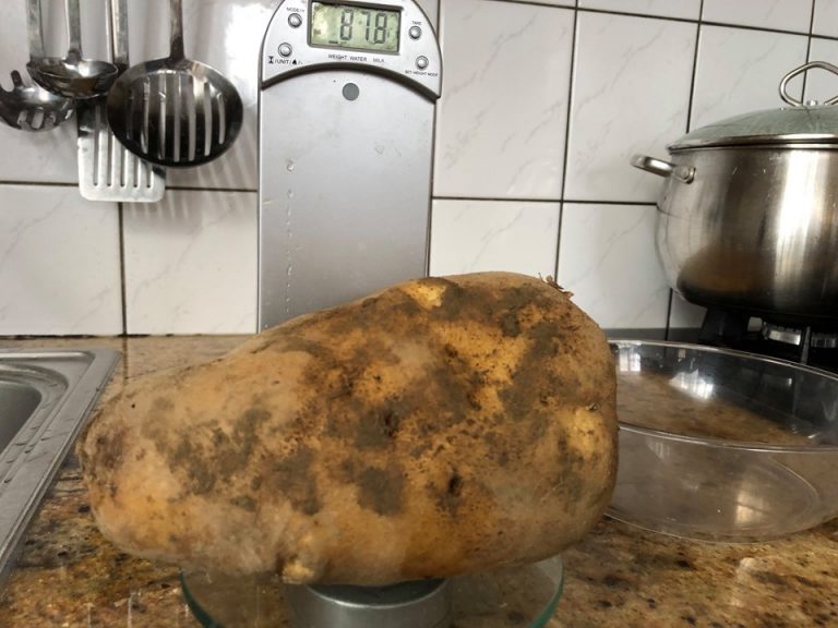 Ziemniaczany olbrzym wyhodowany w Ptaszkowej. Czy ktoś przebije taki plon?