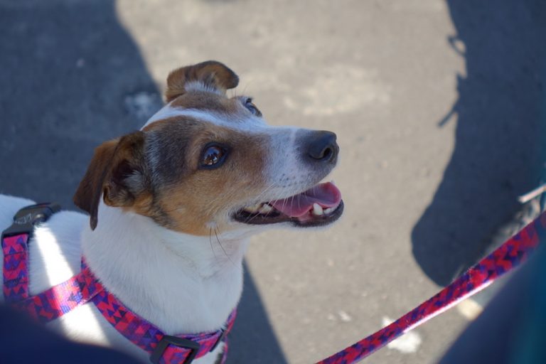 Nowy Sącz: Nad Kamienicą powstanie psi park
