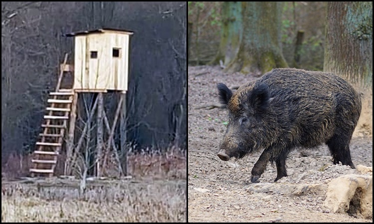 W Nowym Sączu postawiono ambonę myśliwską. Jest się czego obawiać?