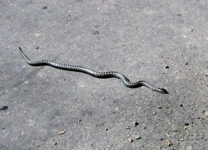 żmija zygzakowata