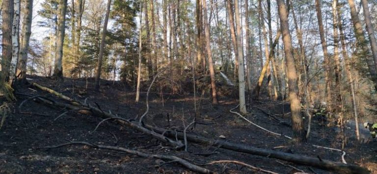 Bukowiec: na wczorajszym pogorzelisku w lesie znów pojawił się ogień