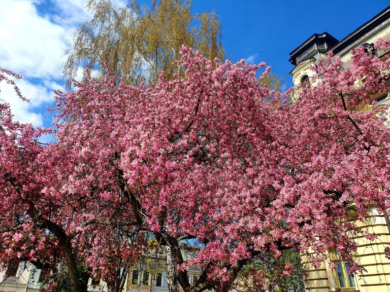 Eksplozja wiosennych kolorów w Nowym Sączu [ZDJĘCIA]