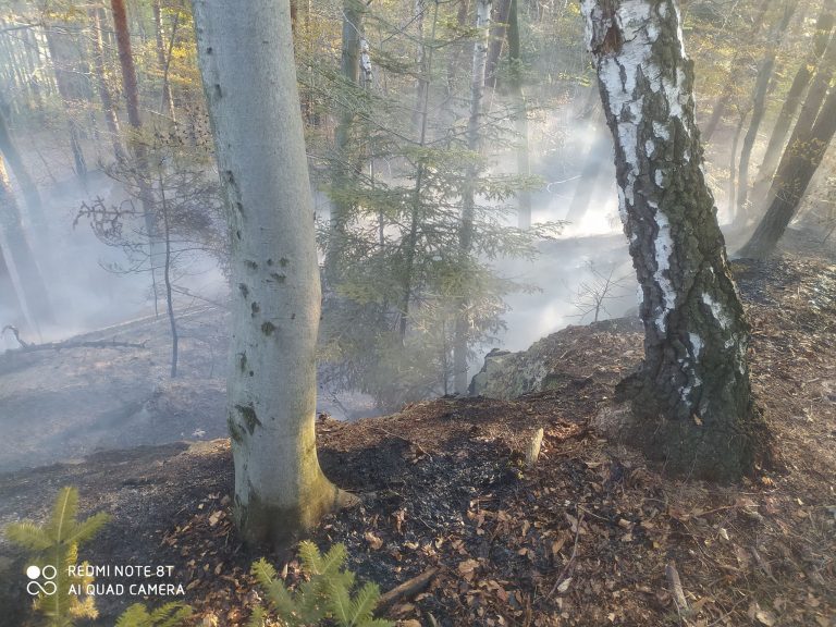 Bukowiec: osiem strażackich zastępów walczyło z pożarem lasu