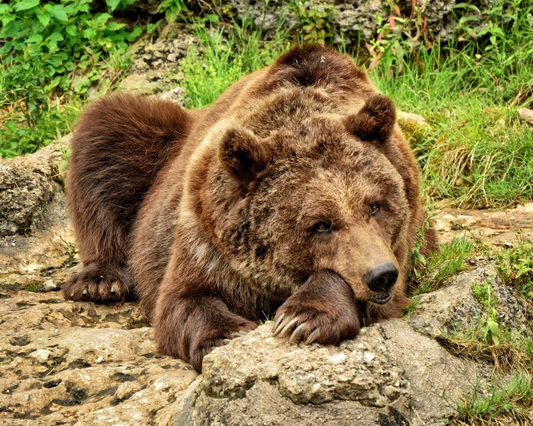 Szczawnik; Runek: przez Beskid Sądecki wędruje niedźwiedź