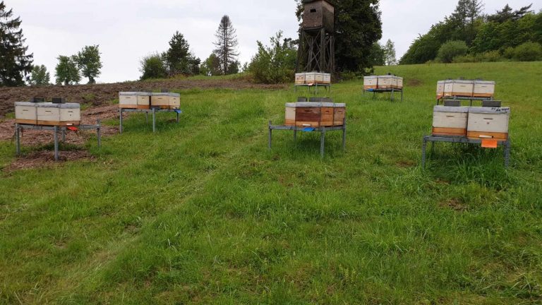 Znów grasuje złodziej uli. W Wołowcu zaginęły cztery pszczele rodziny. Jest nagroda za wskazanie ,,porywacza”