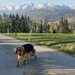 piesek z widokiem na Tatry
