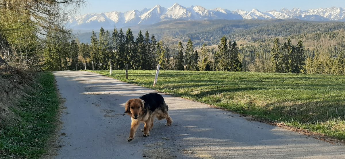 piesek z widokiem na Tatry