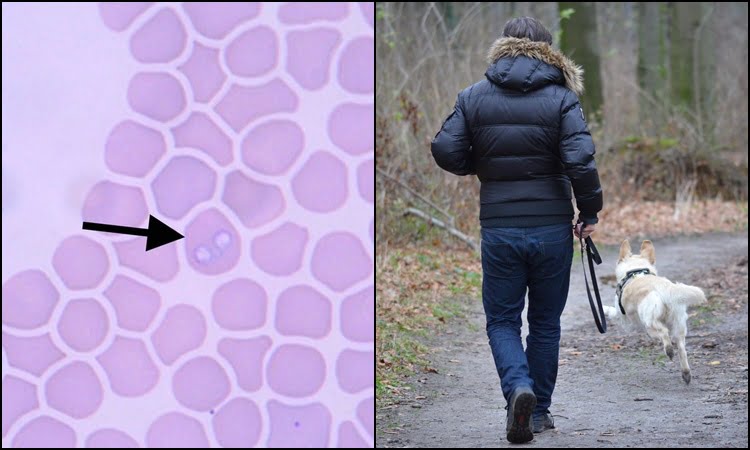 Weterynarze alarmują, że do Nowego Sącza dotarła Babeszjoza