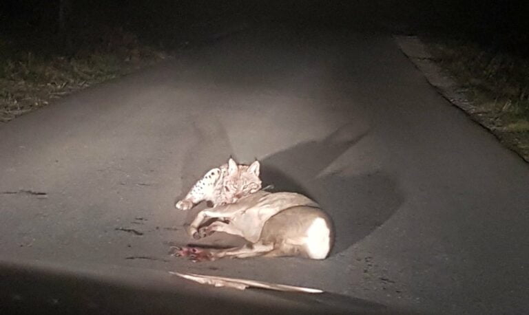 Ryś urządził sobie kolację na środku drogi w Barcicach