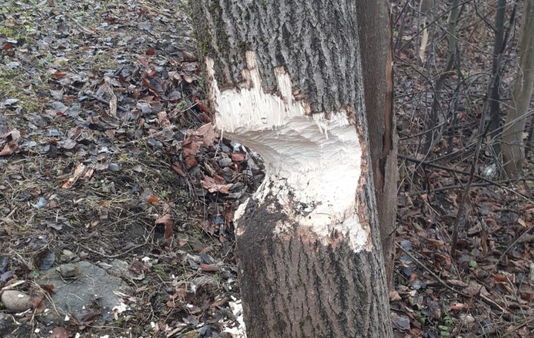 Praca bobrzej rodziny powodem interwencji strażaków