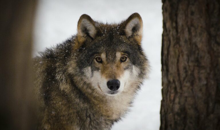 W gminie Korzenna pojawiły się wilki. Urzędnicy przestrzegają, ale i uspokajają