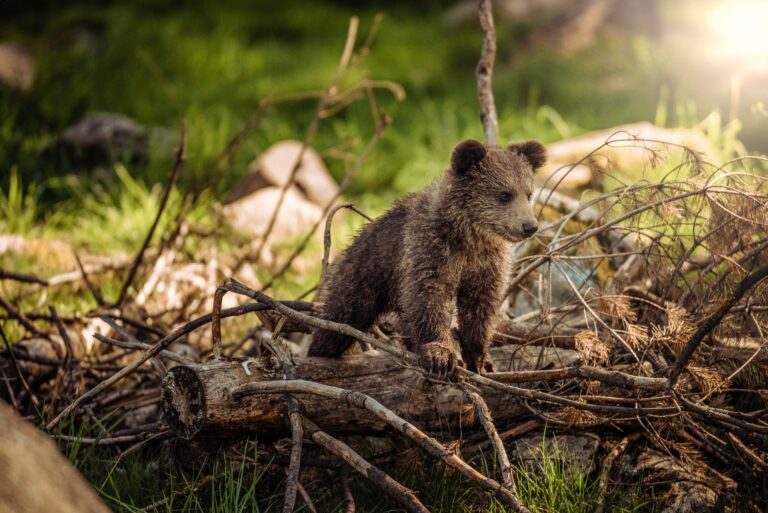 Przez Beskid Sądecki wędrują niedźwiedzie