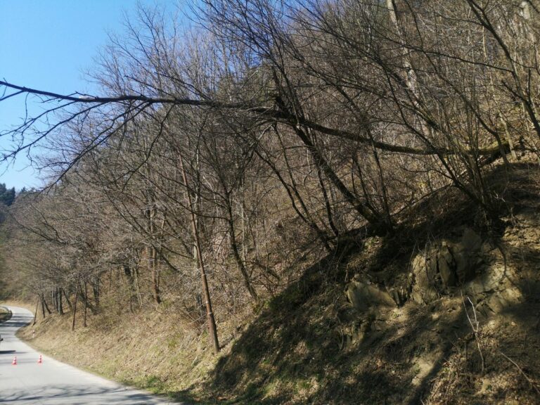 Sądecczyzna. Silny wiatr przysporzył strażakom pracy