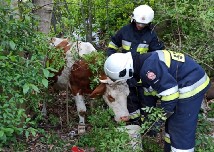 Posadowa Mogilska. Strażacy ratowali krowę, która utknęła w pułapce