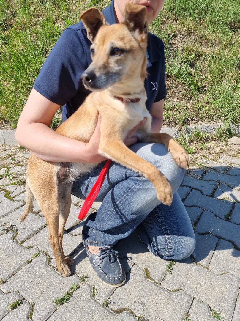 Korzenna. Interwencja TOZ