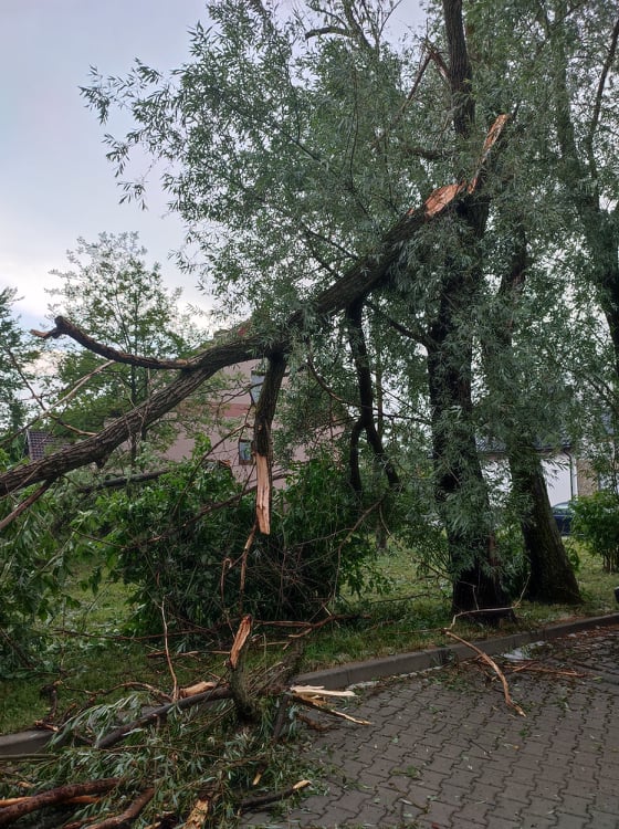 Nowy Sącz, połamane drzewa