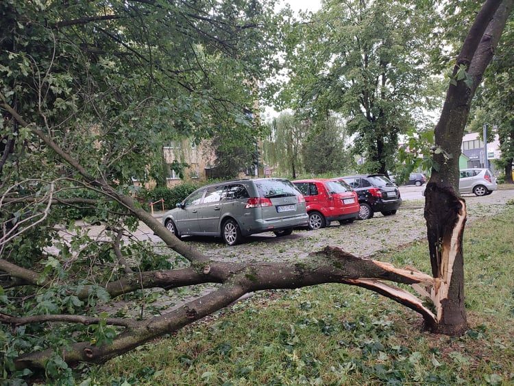 Nowy Sącz, połamane drzewa