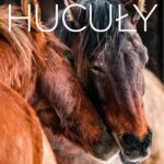 Album Hucuły, okładka