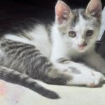 kotek