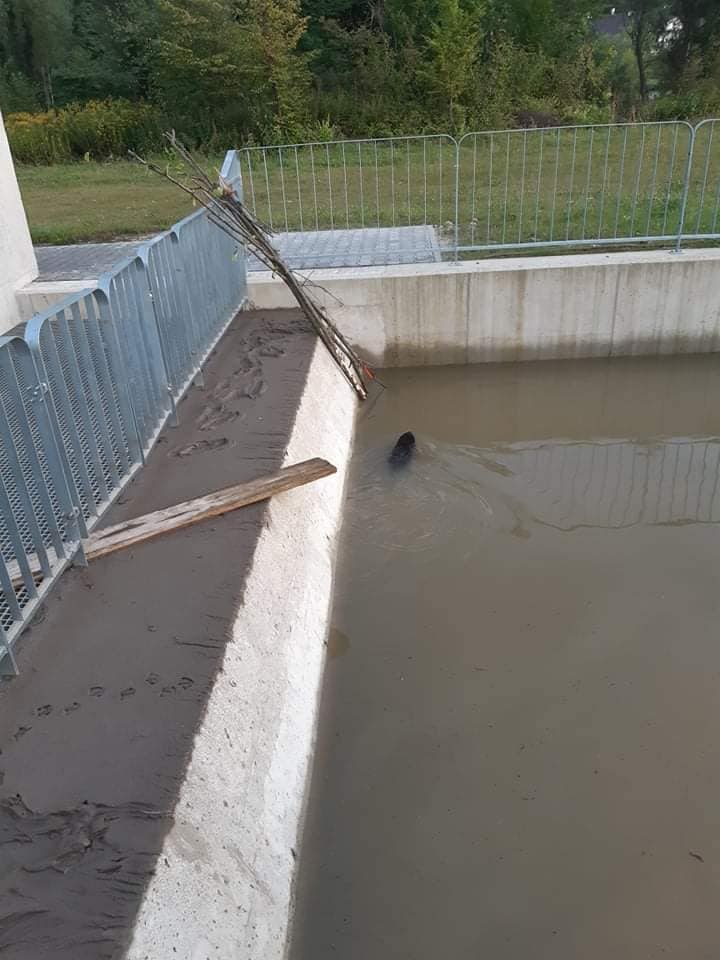 Zabrzeż - ratowanie bobra