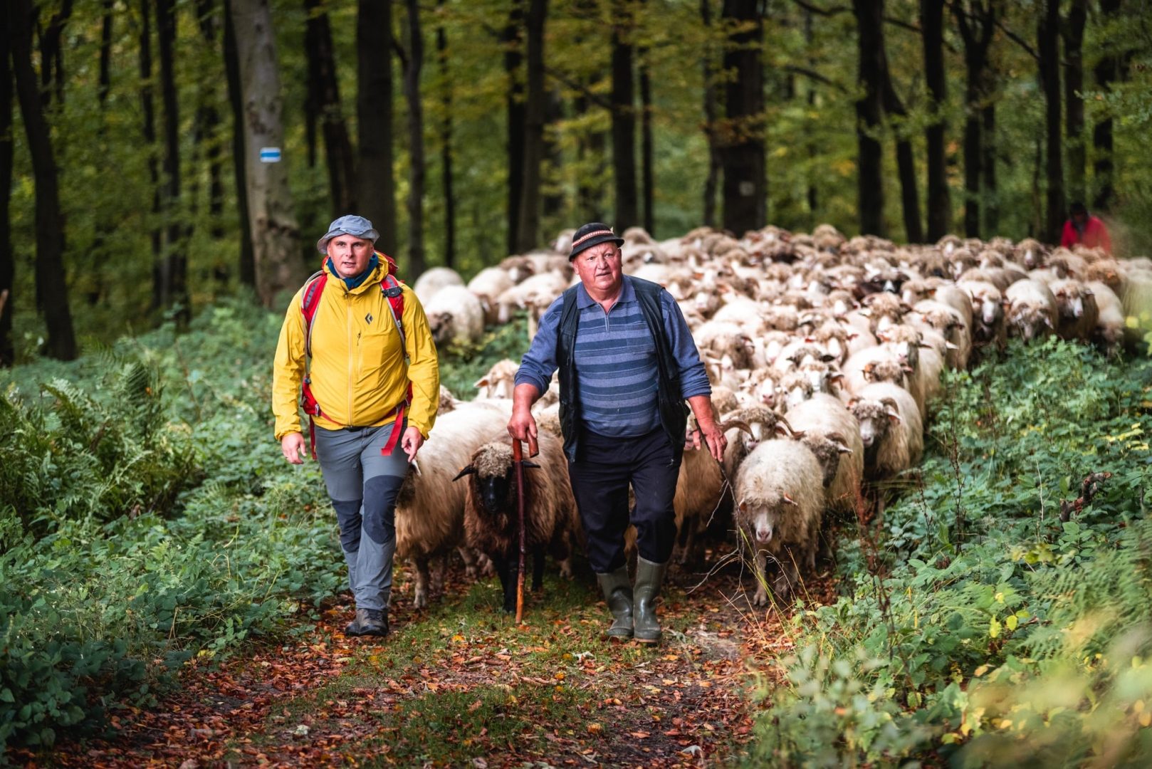redyk Czarne - Nowy Targ