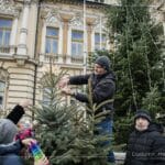 choinki na nowosądeckim rynku