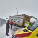 Trzetrzewina, świnie, PSP,OSP, Nowy Sącz, Niskowa, ciężarówka w rowie