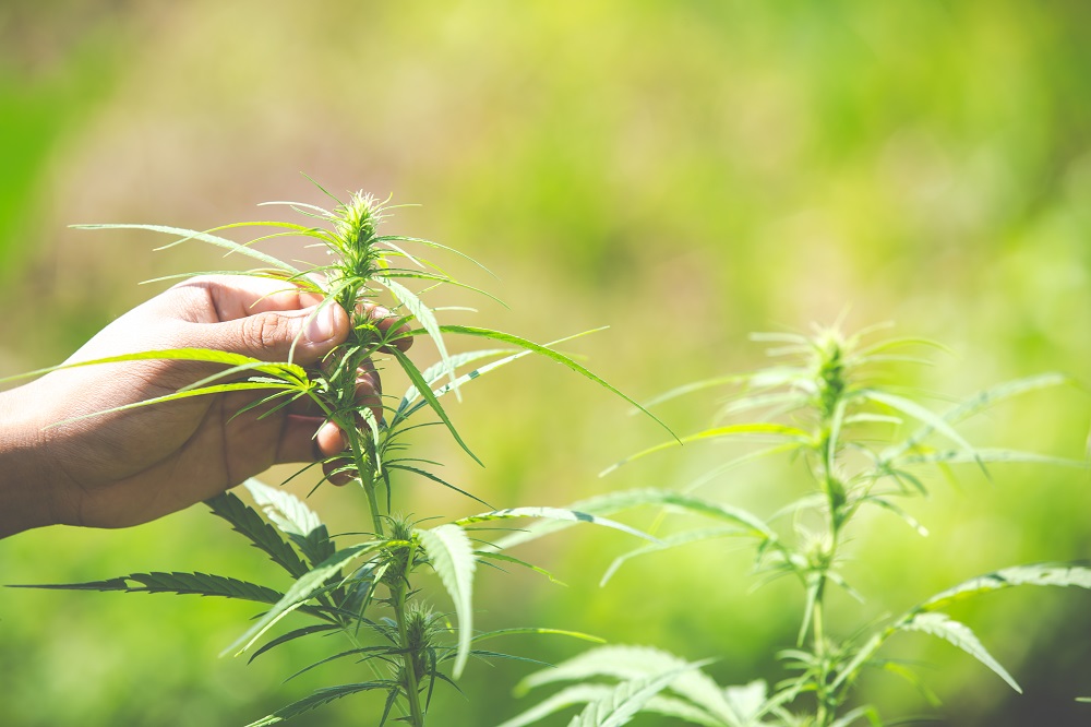 marihuana lecznicza