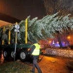 Nadleśnictwo Nawojowa, Okno Ppaieskie, choinka, Franciszkańska 3