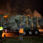 Nadleśnictwo Nawojowa, Okno Ppaieskie, choinka, Franciszkańska 3