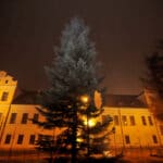 Nadleśnictwo Nawojowa, Okno Ppaieskie, choinka, Franciszkańska 3