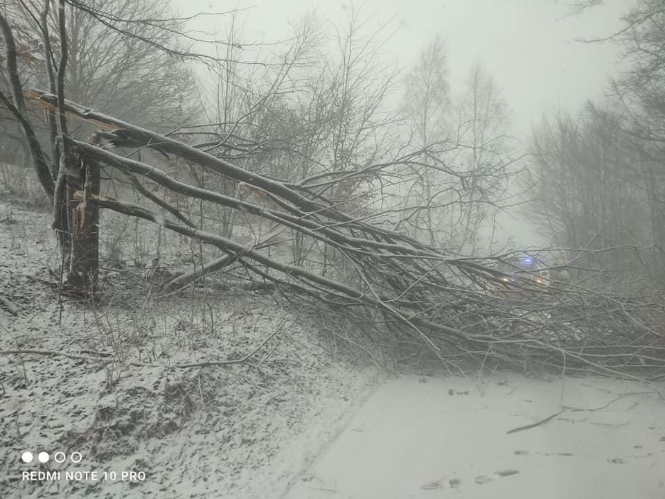 OSP Piwniczna-Zdrój, powalone drzewo