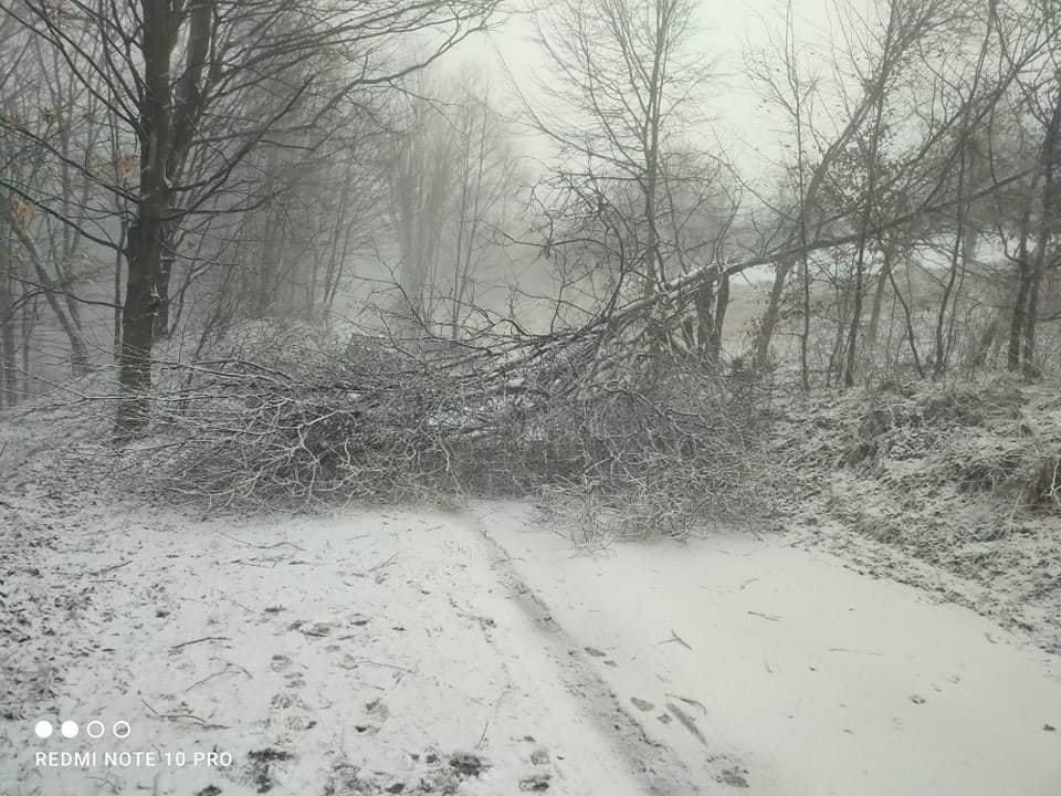OSP Piwniczna-Zdrój, powalone drzewo